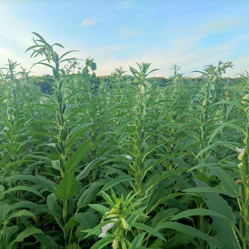 郑芝HL0409白芝麻种子高产高油高抗不倒伏芝麻种籽