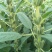 郑芝HL0409白芝麻种子高产高油高抗不倒伏芝麻种籽