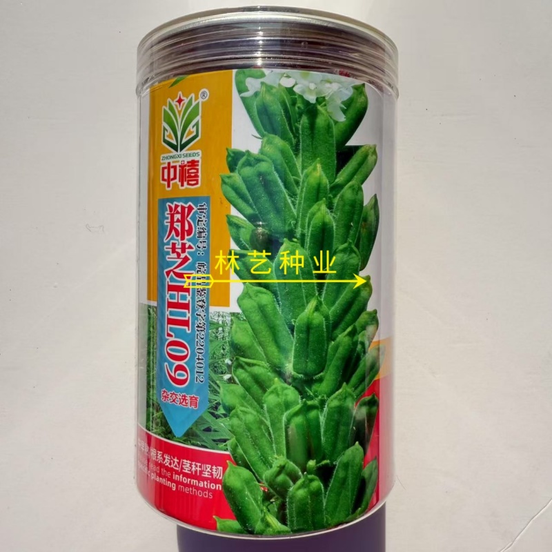 郑芝HL0409白芝麻种子高产高油高抗不倒伏芝麻种籽