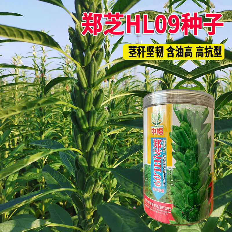 郑芝HL0409白芝麻种子高产高油高抗不倒伏芝麻种籽