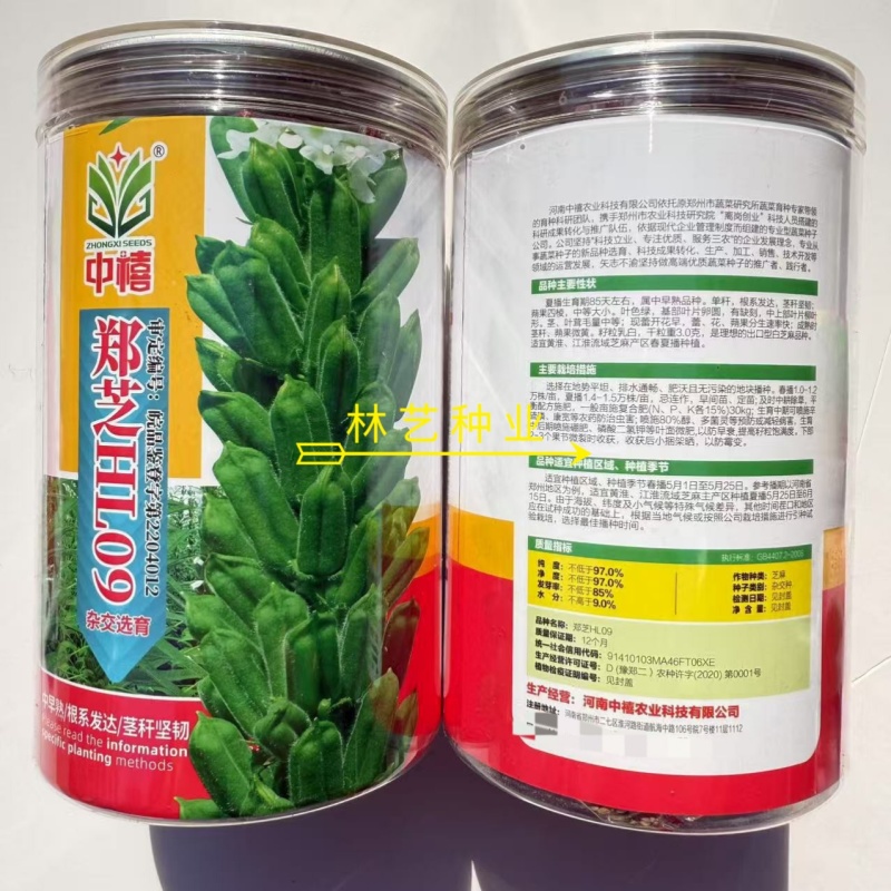 郑芝HL0409白芝麻种子高产高油高抗不倒伏芝麻种籽