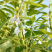郑芝HL0409白芝麻种子高产高油高抗不倒伏芝麻种籽