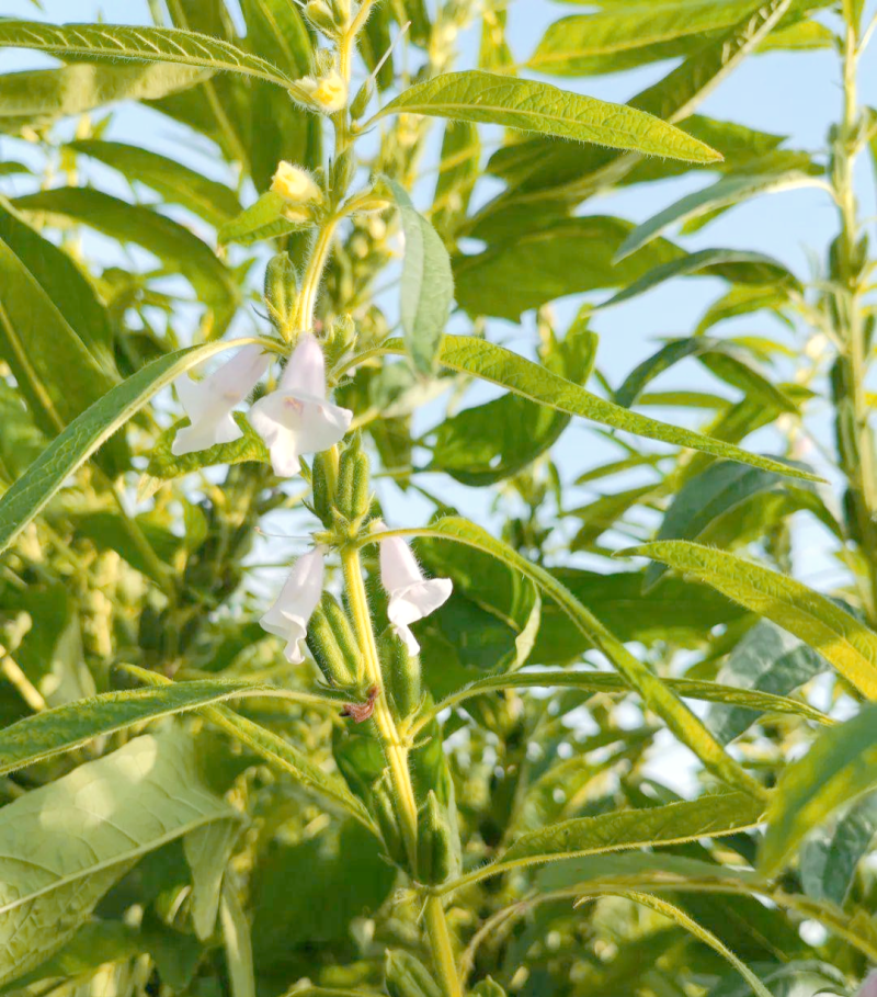 郑芝HL0409白芝麻种子高产高油高抗不倒伏芝麻种籽