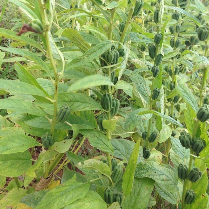 郑芝HL0409白芝麻种子高产高油高抗不倒伏芝麻种籽