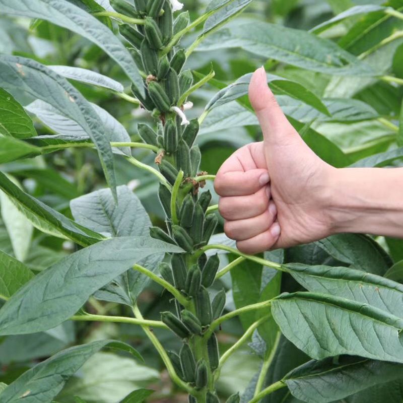 郑芝HL0409白芝麻种子高产高油高抗不倒伏芝麻种籽