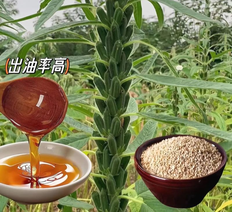郑芝HL0409白芝麻种子高产高油高抗不倒伏芝麻种籽