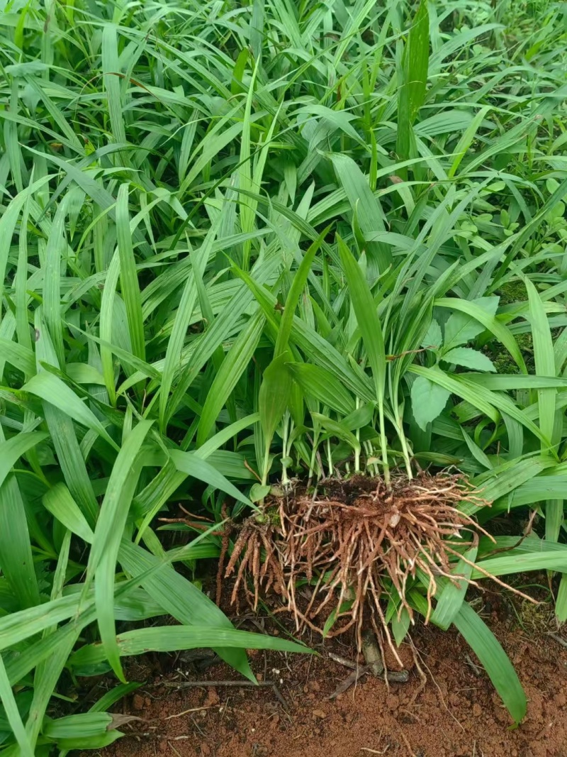 白芨种苗
