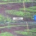 白芨种苗