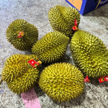 金枕榴莲批发市场
