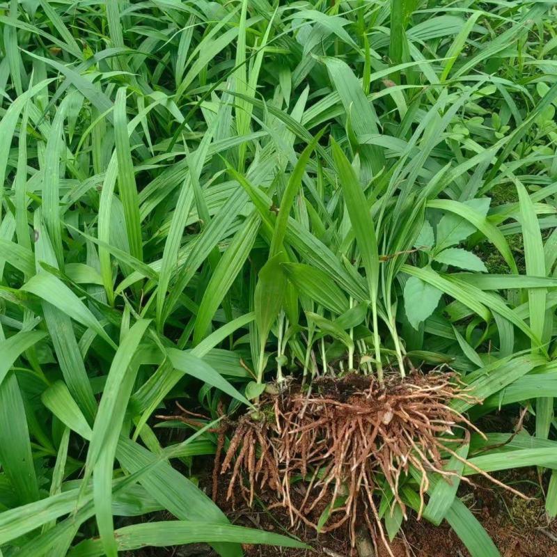 白芨种苗