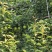 阳信酥梨，皮薄汁多，甘甜可口，润肺止咳，老少皆宜