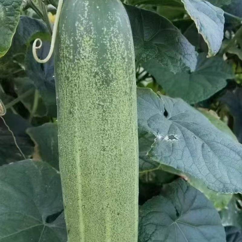 老黄瓜