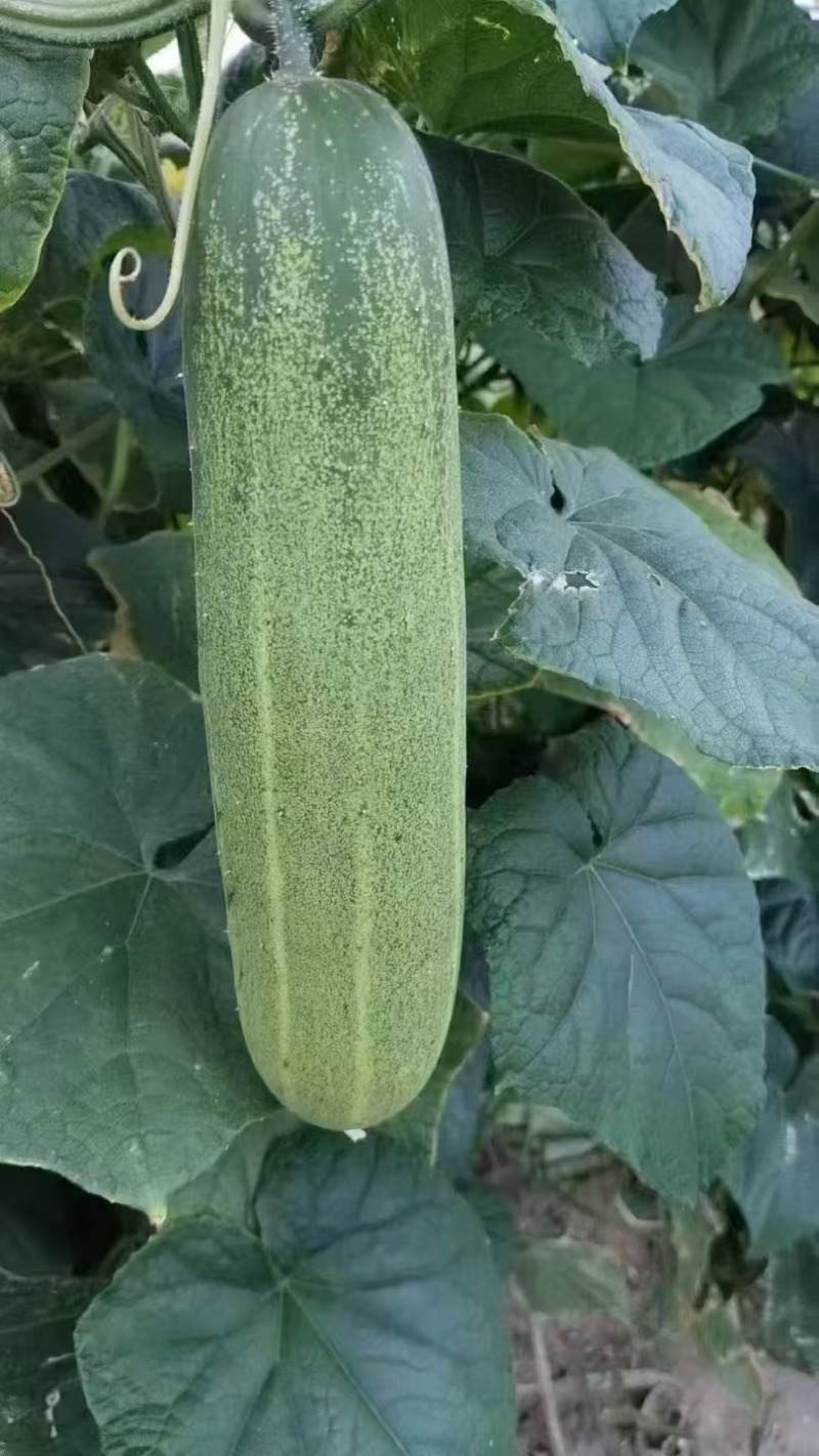 老黄瓜