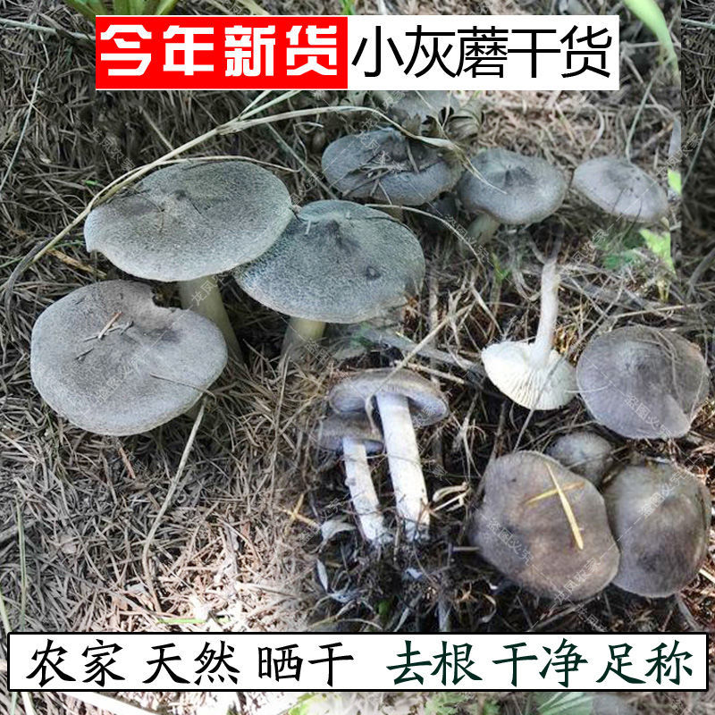 小灰蘑菇承德特产野生小灰蘑今年新货天然晒干灰榛蘑包邮