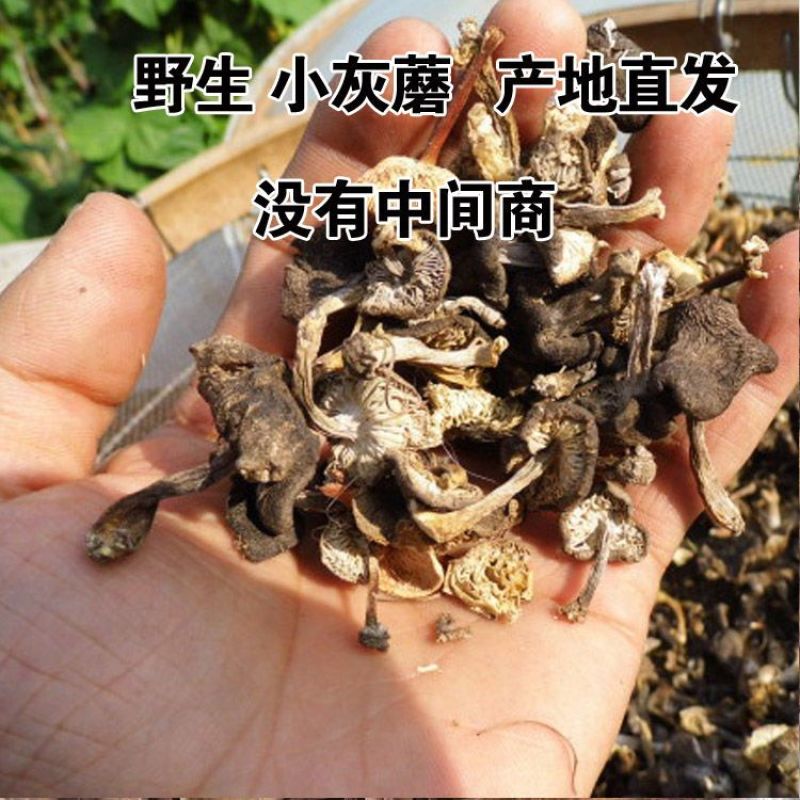 小灰蘑菇承德特产野生小灰蘑今年新货天然晒干灰榛蘑包邮