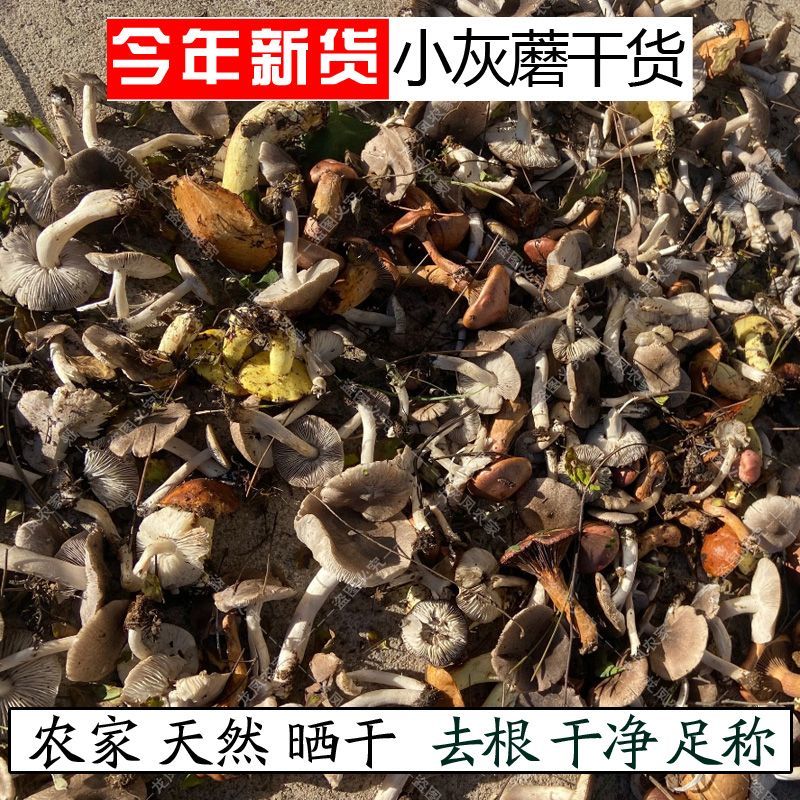 小灰蘑菇承德特产野生小灰蘑今年新货天然晒干灰榛蘑包邮