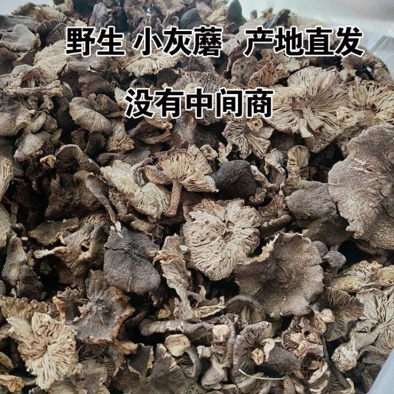 小灰蘑菇承德特产野生小灰蘑今年新货天然晒干灰榛蘑包邮