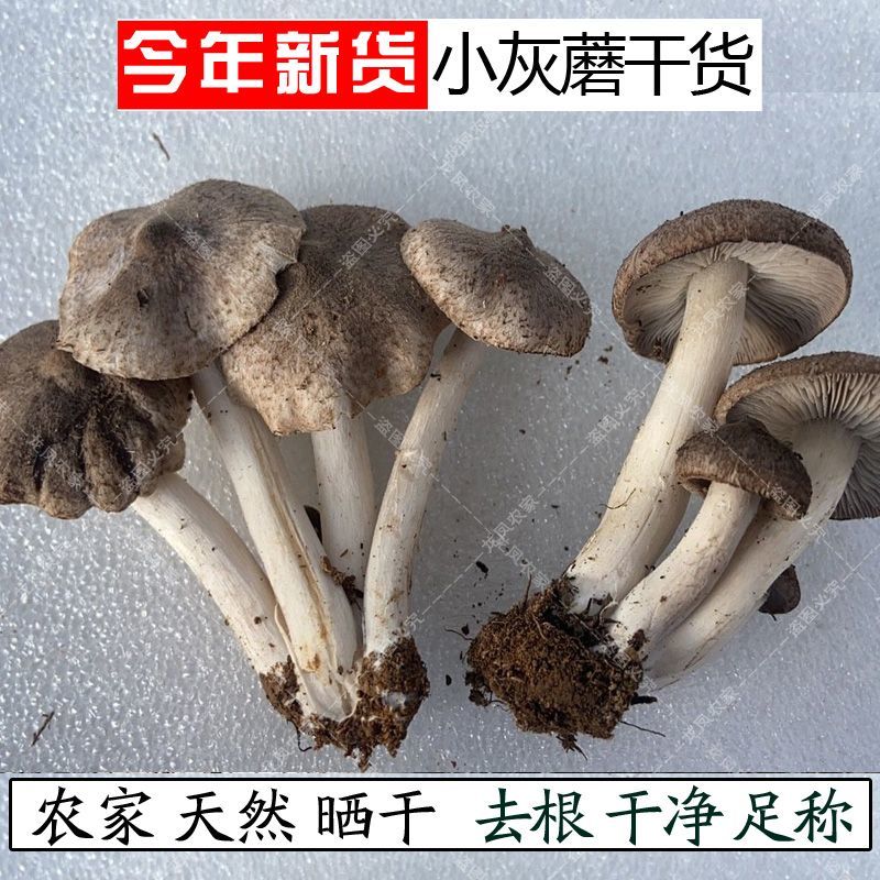 小灰蘑菇承德特产野生小灰蘑今年新货天然晒干灰榛蘑包邮