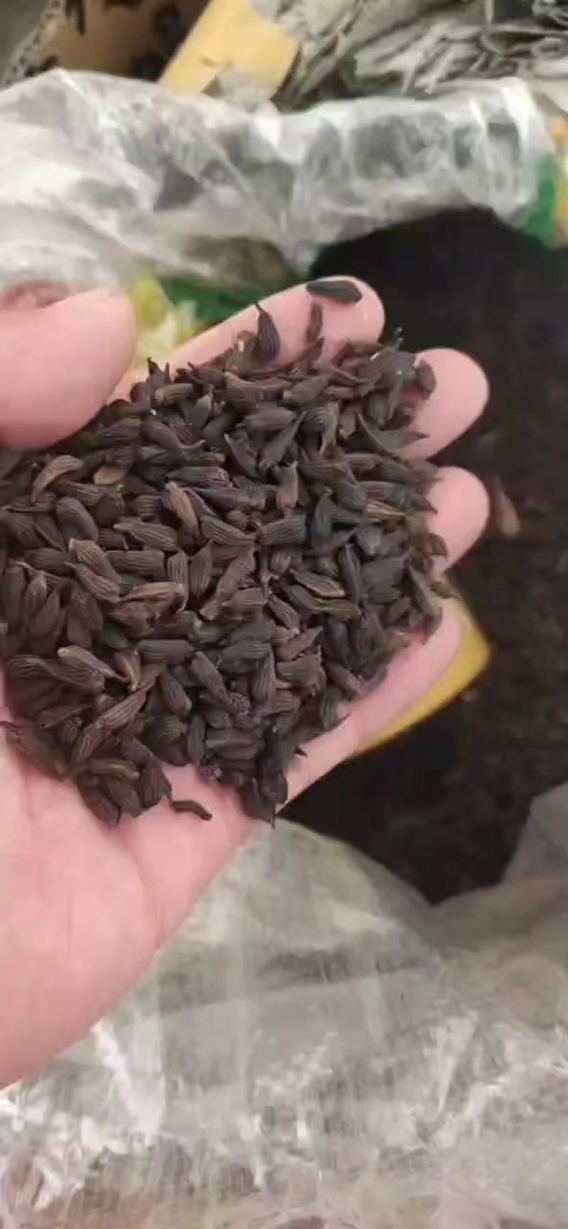百部种子