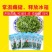花椒芽非新鲜花椒叶花椒芽山野菜凉拌花椒芽袋装保鲜含水300G