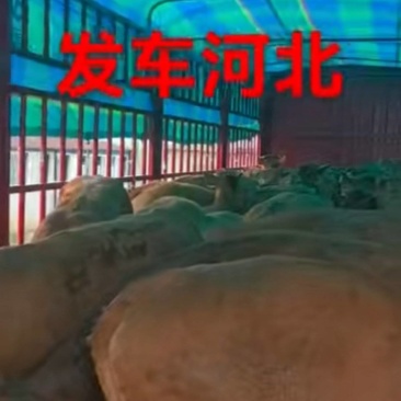 需要牛联系我，需要什么牛就联系，专业发牛