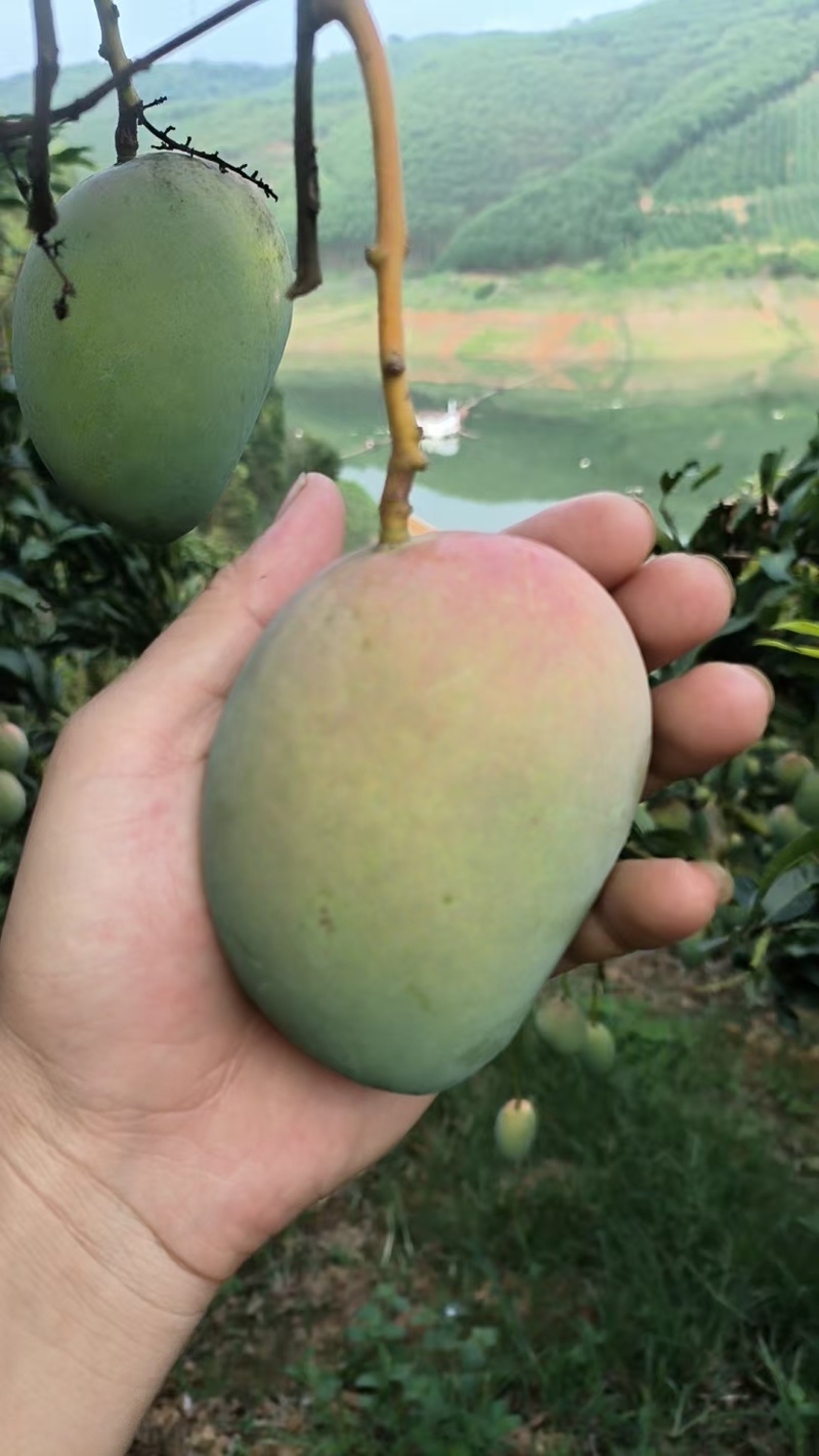 百色芒果价格便宜，一件也是地头价