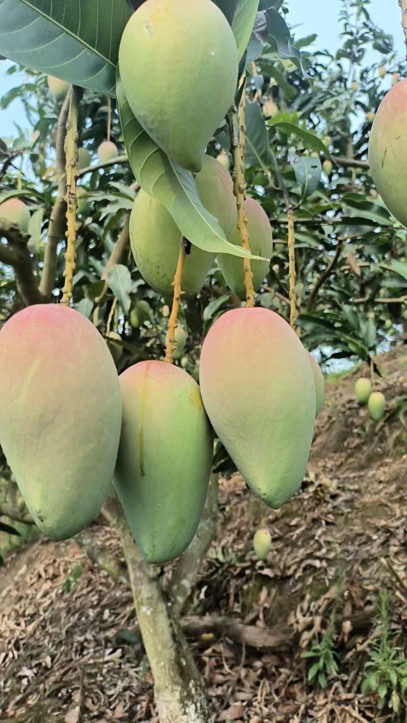 百色芒果价格便宜，一件也是地头价