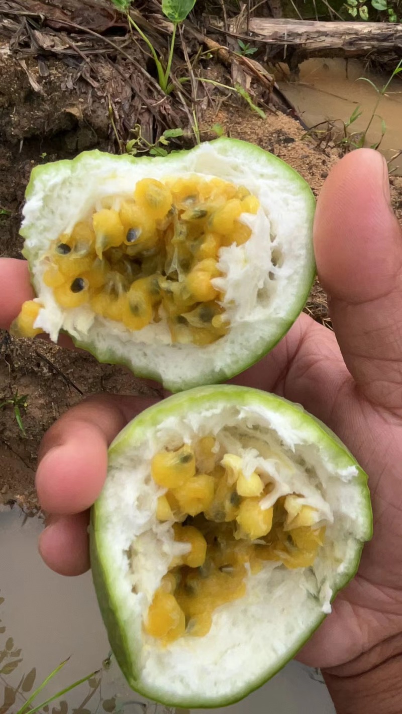 广西灵山百香果