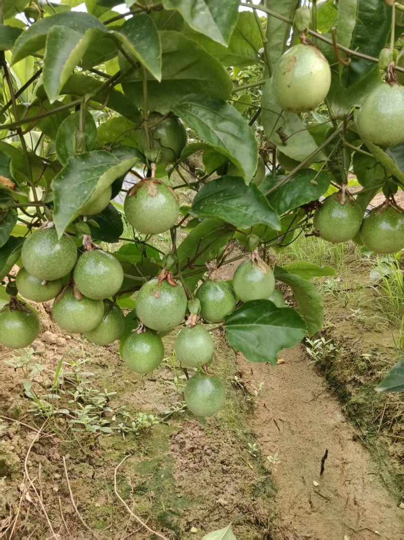 广西灵山百香果