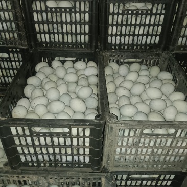 湖南无铅松花蛋，皮蛋赶集货，精品商超