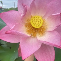 建宁县鲜莲
