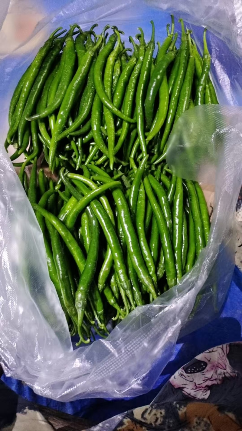 3号二荆条线椒