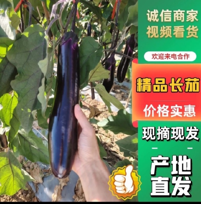 贵州烧烤茄，供应市场、电商、工厂欢迎各位老板订购