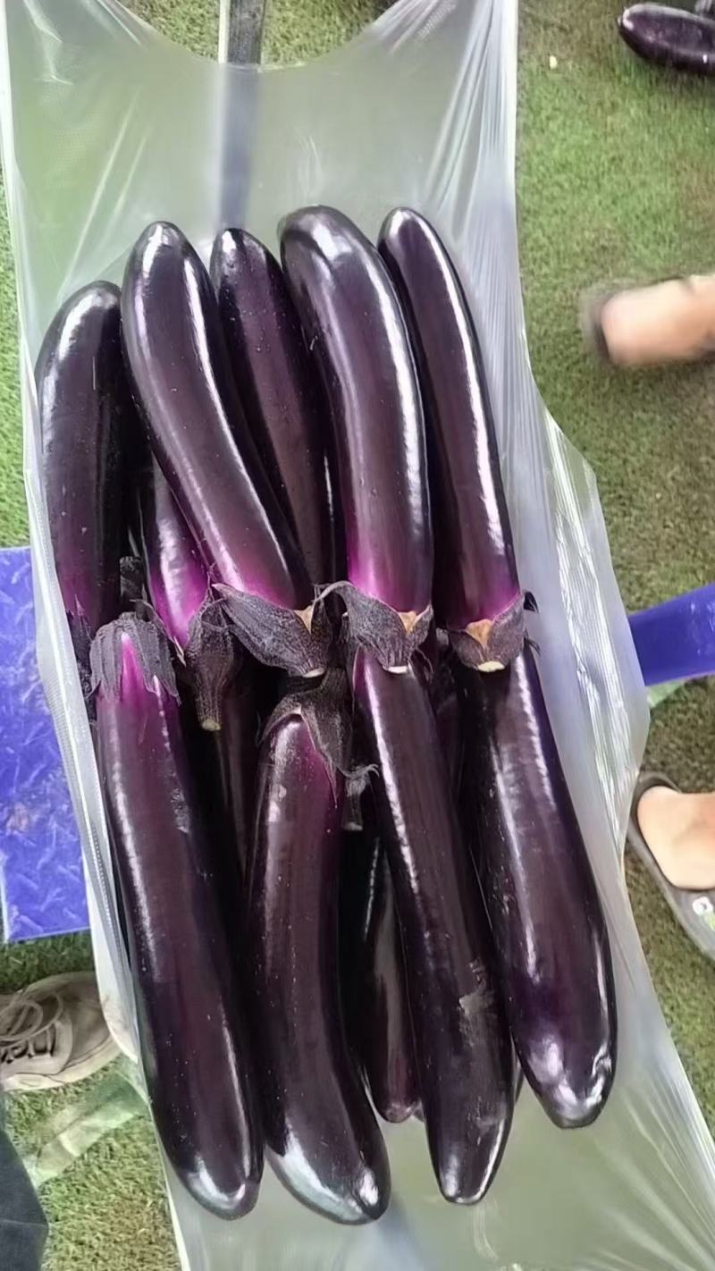 贵州烧烤茄，供应市场、电商、工厂欢迎各位老板订购