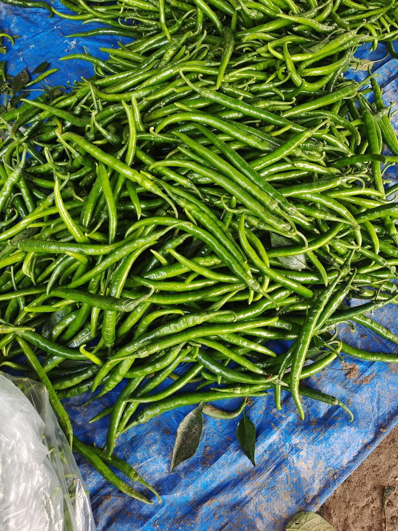 3号二荆条线椒