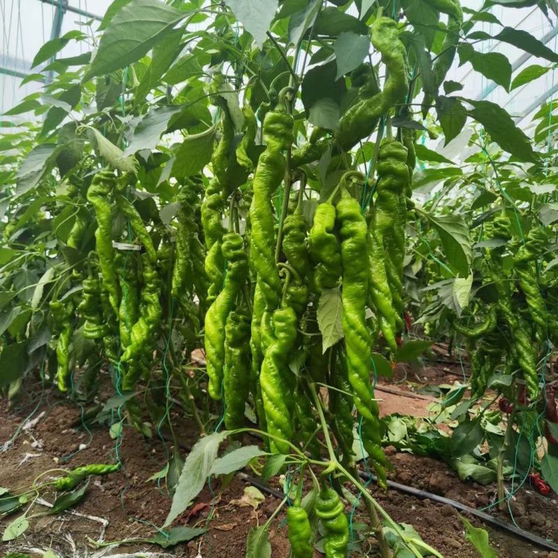 红发大陇椒大果螺丝椒种子早熟抗病产量高口感好