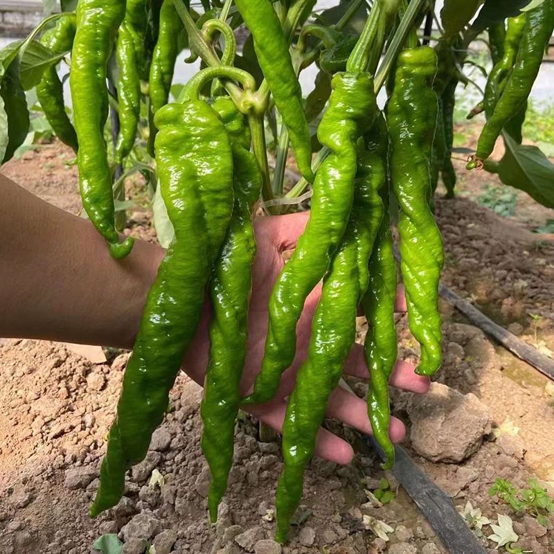 红发大陇椒大果螺丝椒种子早熟抗病产量高口感好