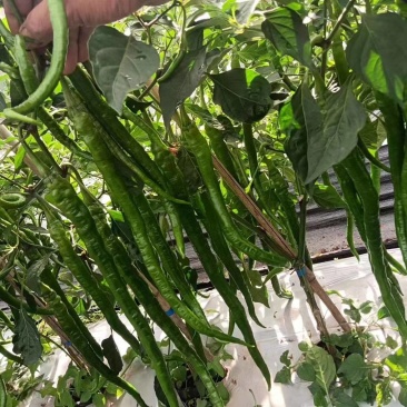 线椒正宗薄皮二荆条，质量有保障，长期有货，不同的时间产地