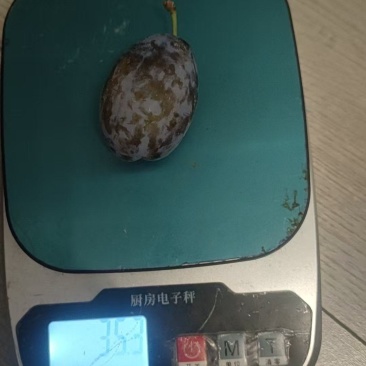 西梅一件代发