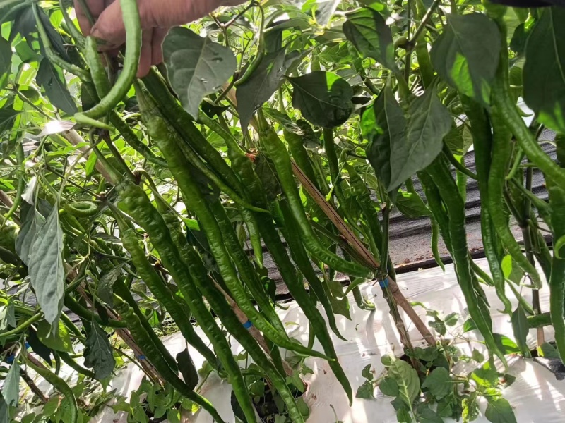 线椒正宗薄皮二荆条，质量有保障，长期有货，不同的时间产地