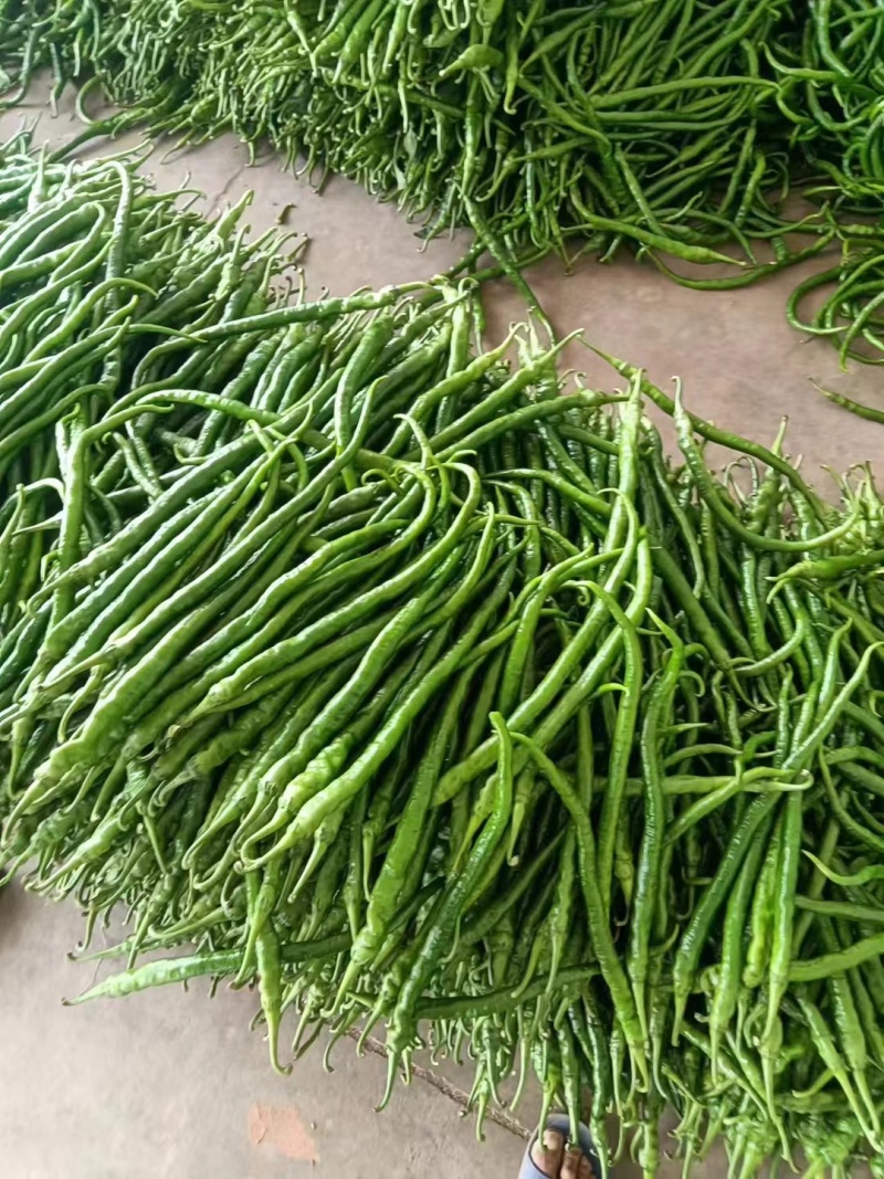 线椒正宗薄皮二荆条，质量有保障，长期有货，不同的时间产地