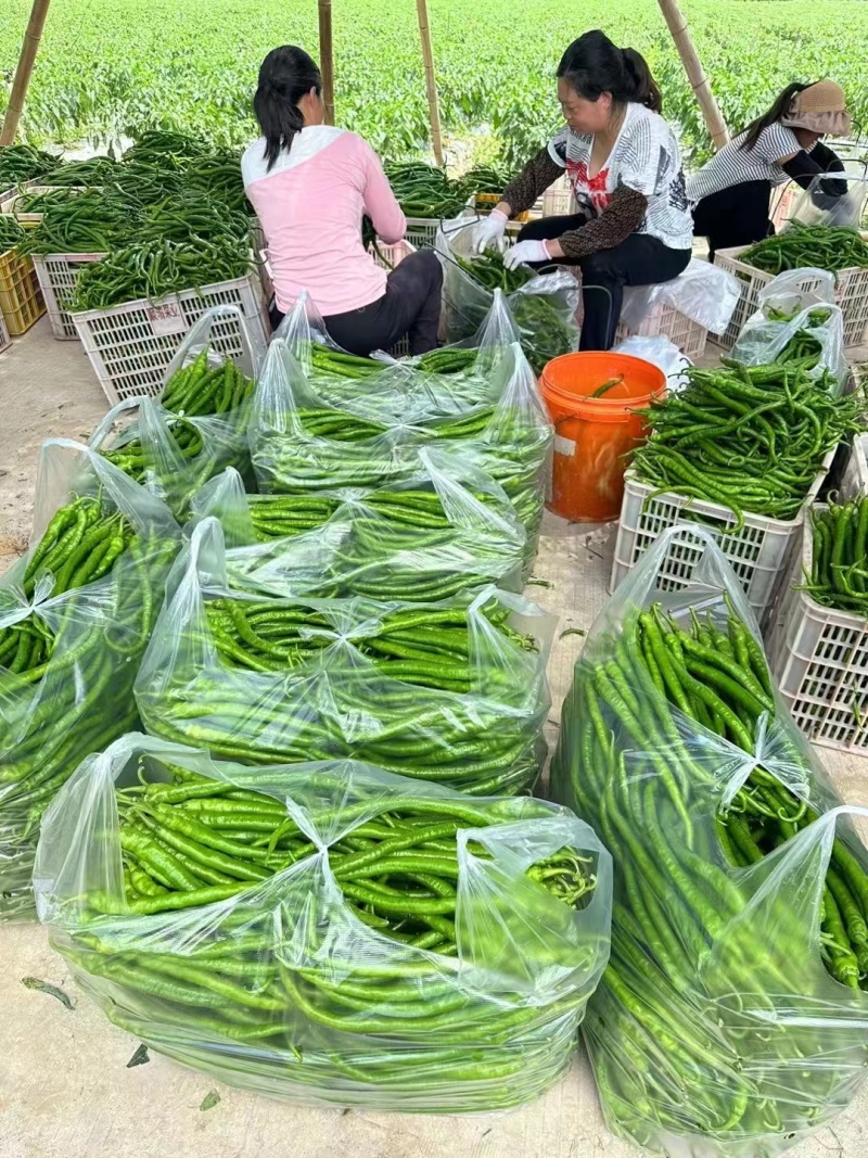 线椒正宗薄皮二荆条，质量有保障，长期有货，不同的时间产地
