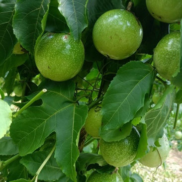 黄金百香果