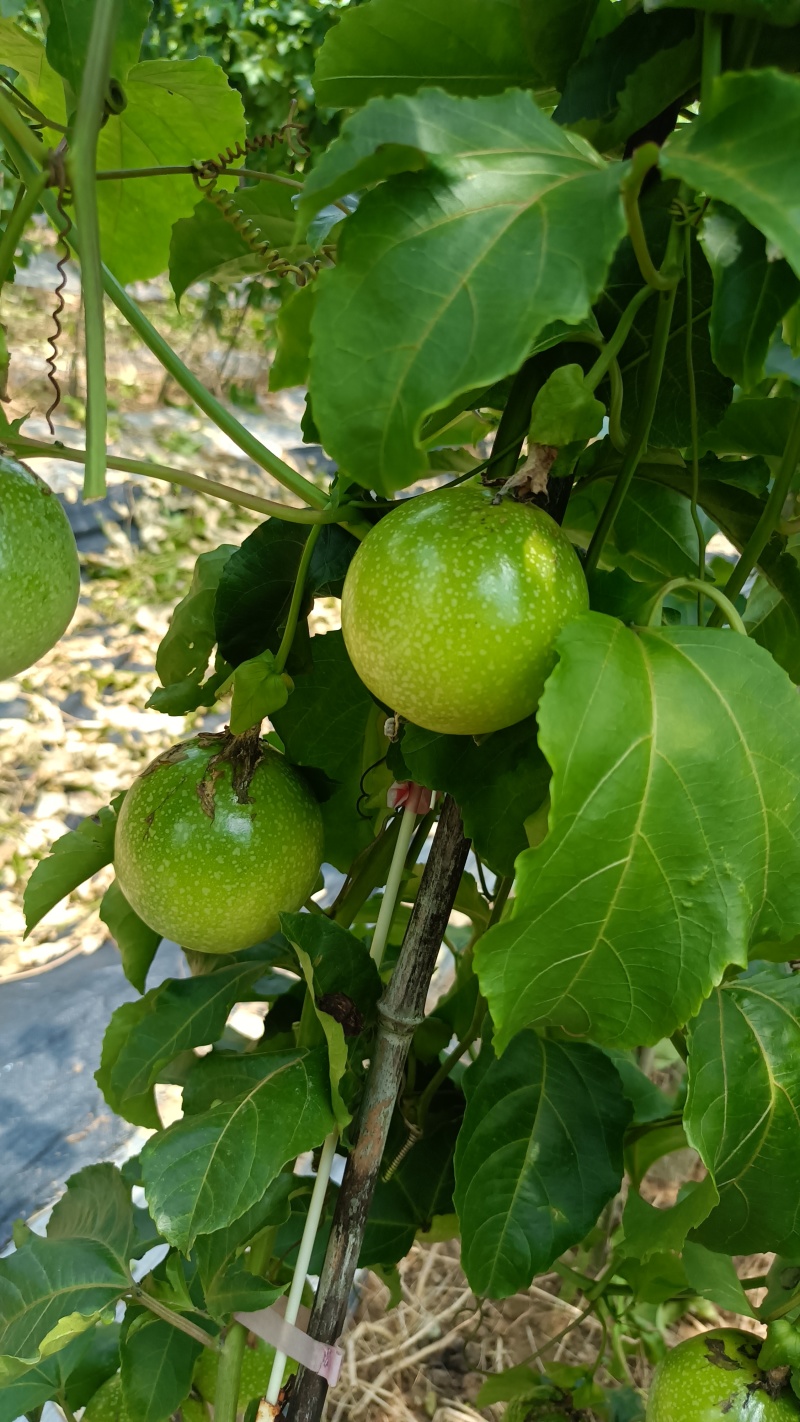 黄金百香果