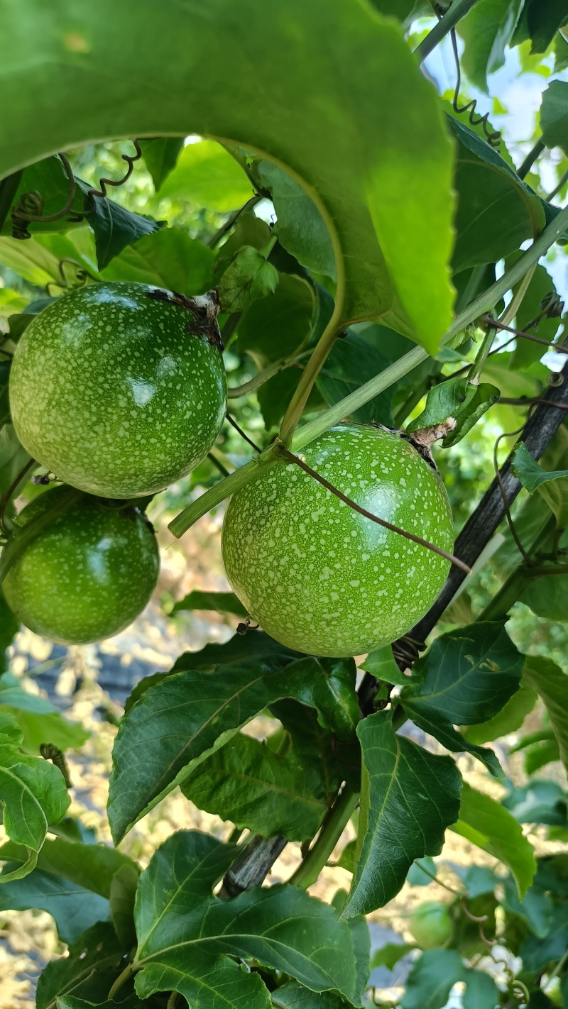 黄金百香果