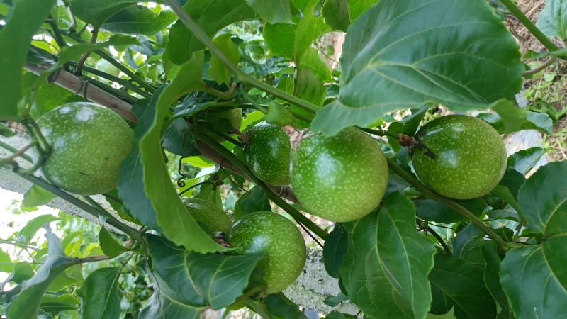 黄金百香果