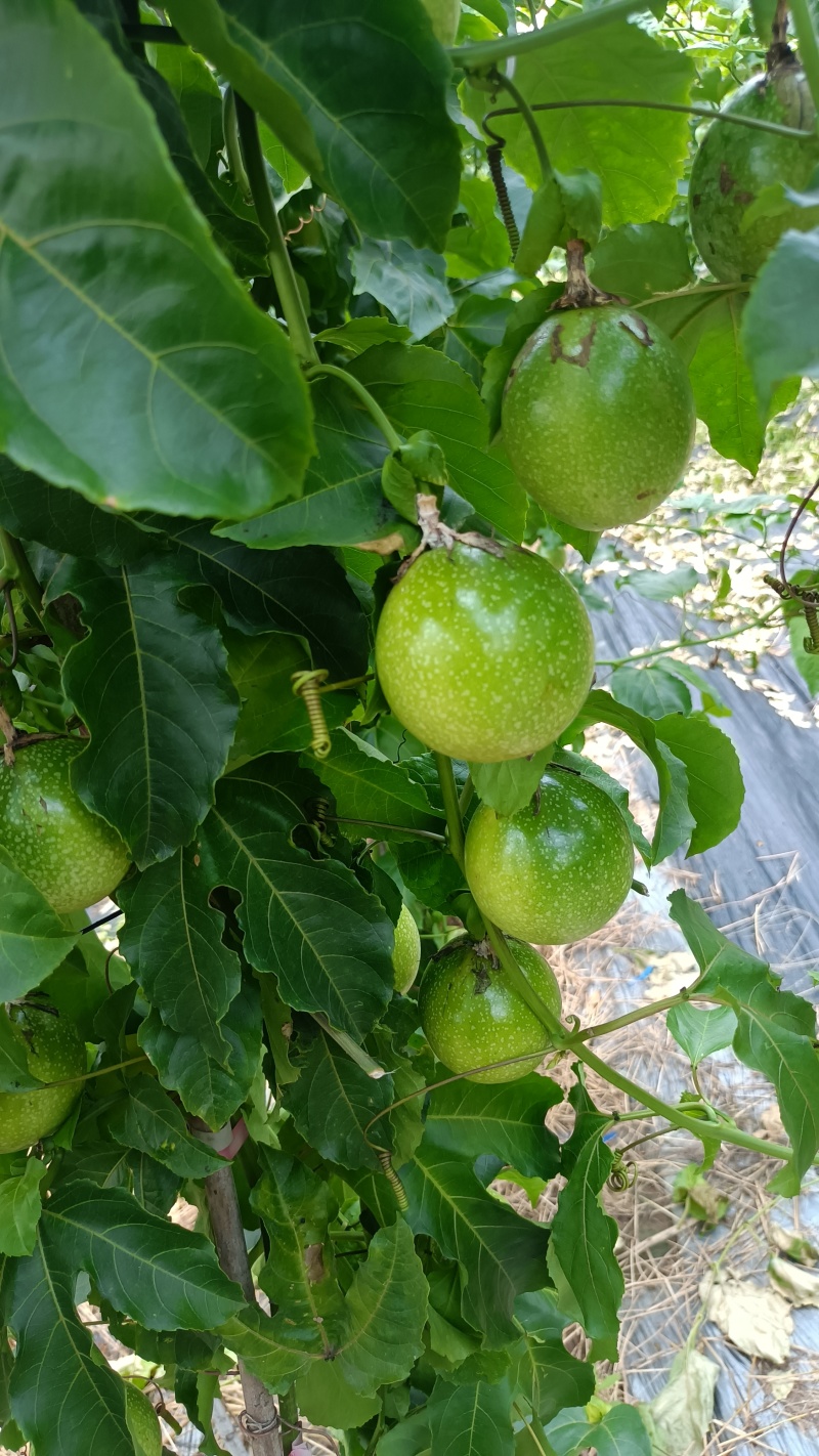 黄金百香果