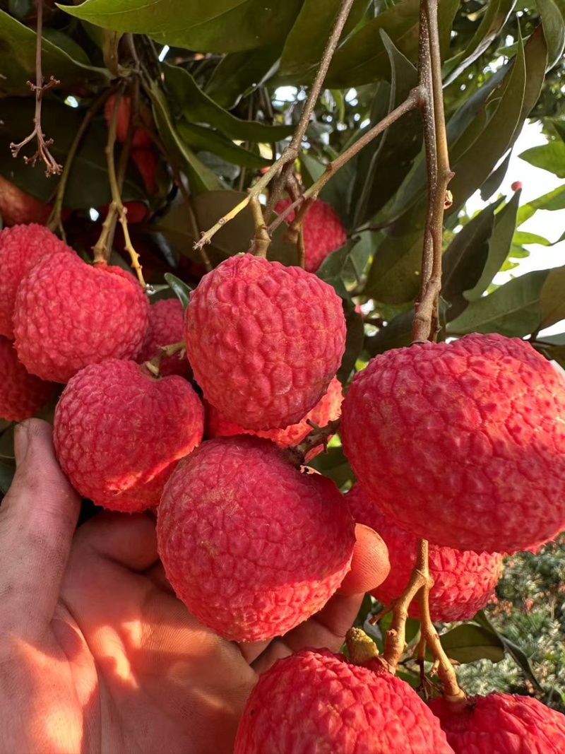 荔枝情人荔桂味禾荔先进奉等品种和代办代发代收