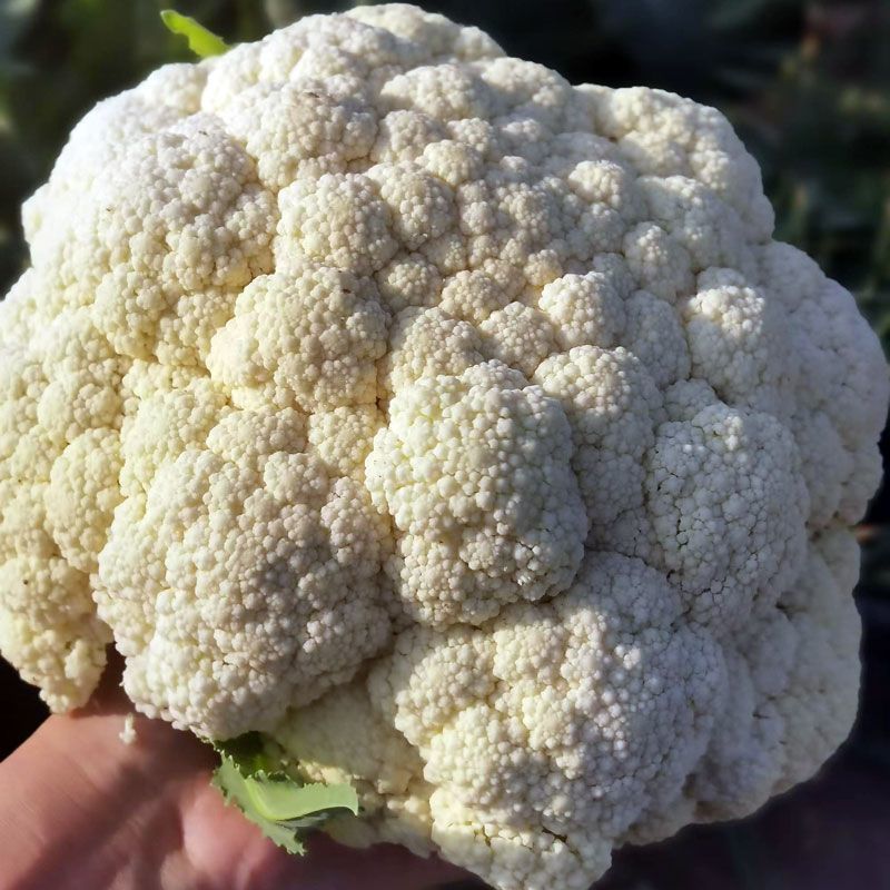 神良白玉矮脚88松花菜种子中熟青梗松花菜散花白色菜花种籽