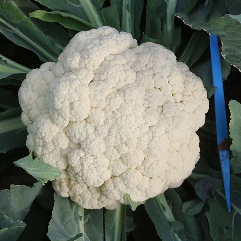 神良白玉矮脚88松花菜种子中熟青梗松花菜散花白色菜花种籽
